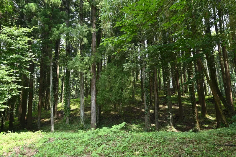千葉県山武市松尾町山室にある姫塚古墳の墳丘